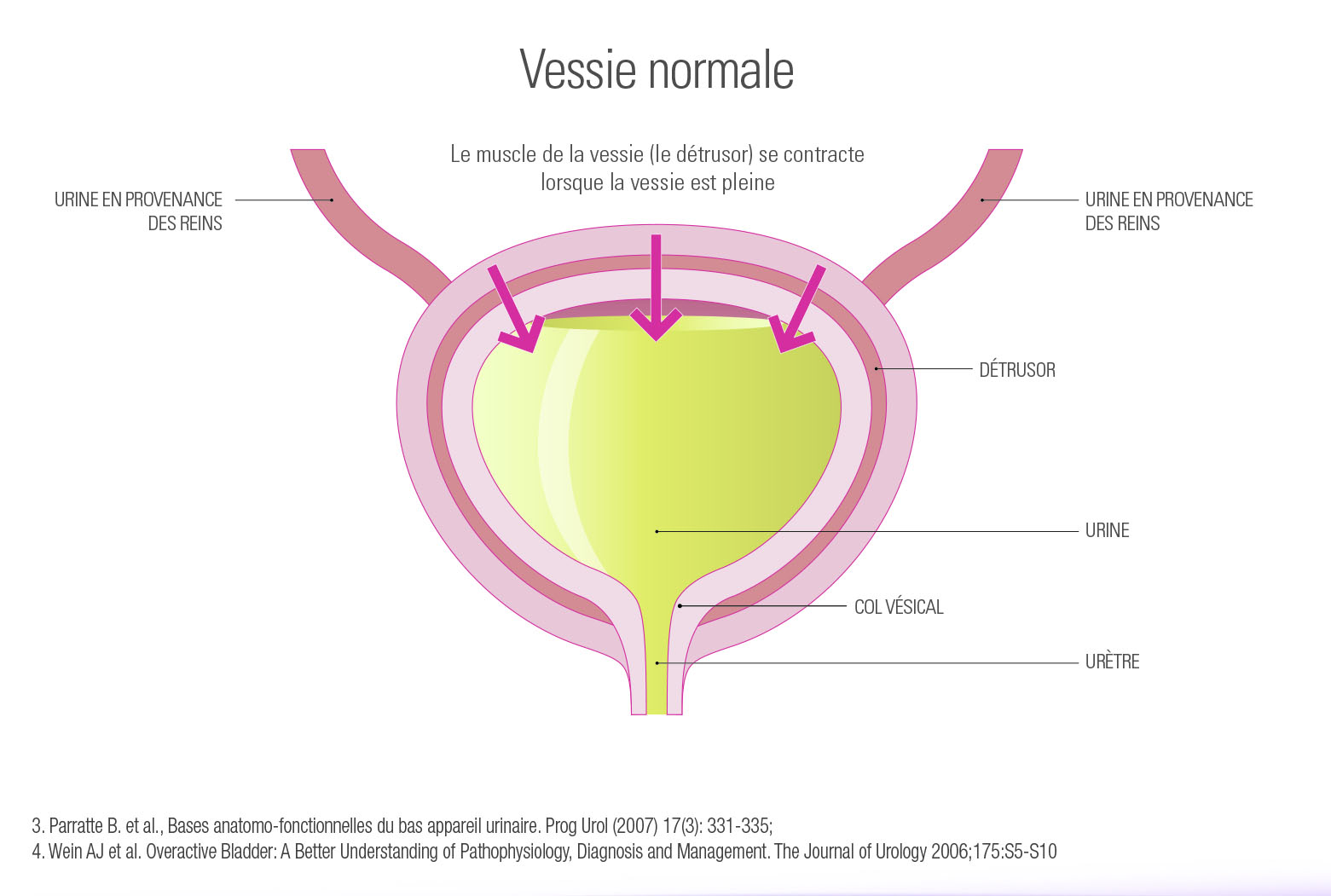Schéma 2: Vessie normale